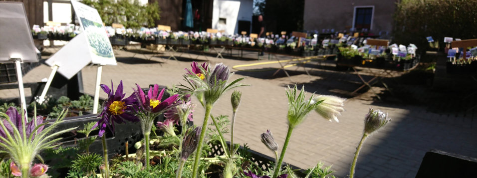 Pflanzensortiment (1)